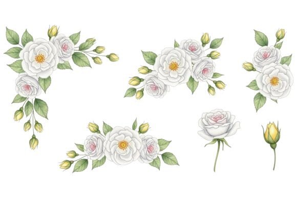 Pink White Rose Watercolor Set: Graphics & Illustrations